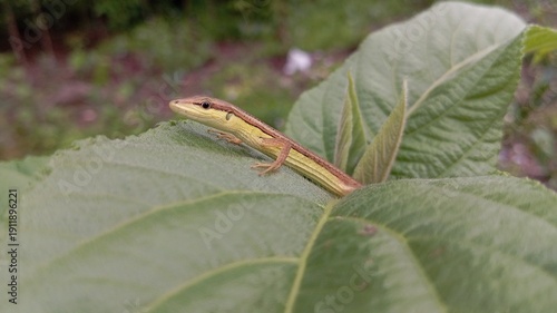 Slender brown garden lizard resting on vibrant green leaves in natural tropical environment with detailed scales and soft background blur