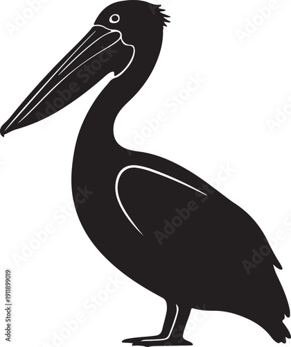 Pelican Bird in silhouette on white background.