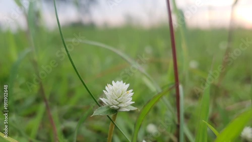 Macro shot of a small white alligator weed flower blooming in a lush green meadow during a peaceful sunset