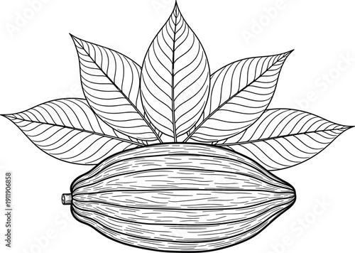 Black and white botanical illustration of cacao pod with leaves, hand drawn vintage engraving style, natural chocolate plant concept isolated on white background