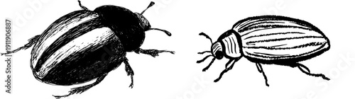 Antique Insect Illustration: A Vintage Doodle of a Beetle's Abdomen