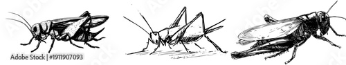 Antique Illustration: A Brown Cricket's Journey