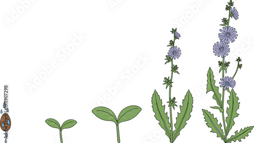 Plant growth stages illustration showing seed germination, sprout development, leaf formation and flowering cycle, botanical life process, educational biology diagram isolated on white background