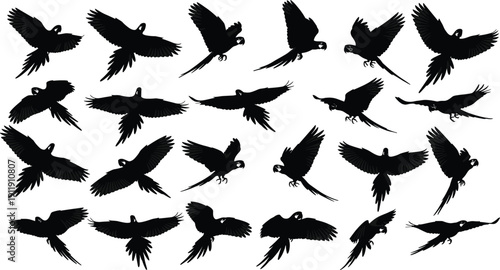 Collection of flying macaw parrot silhouettes isolated on light background, various wing positions in flight, tropical exotic birds set, black vector style illustration for design use