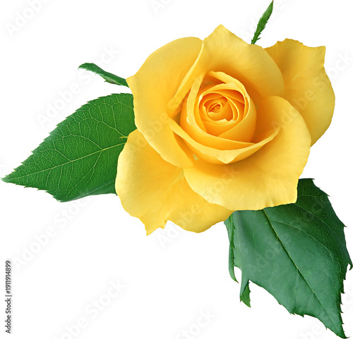 Принти на полотні yellow rose on white background