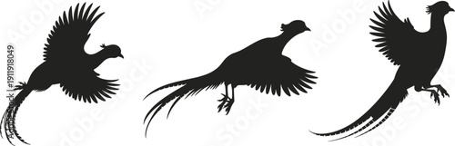 Black bird silhouettes in flight, long tail feathers, pheasant style avian motion, artistic wildlife illustration design