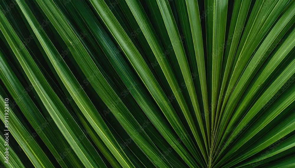 Obraz premium Detailed close-up of a vibrant green palm leaf, showcasing its natural texture and radiating lines. Abstract background of tropical foliage, perfect for nature and wellness concepts.