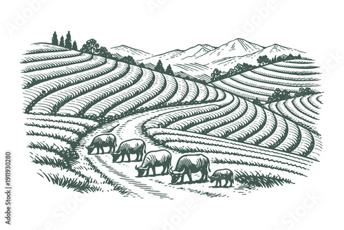 Rural Countryside Landscape Vector Illustration Showcasing Cows Grazing on a Path Between Agricultural Terraced Hills and Mountains in Vintage Style.