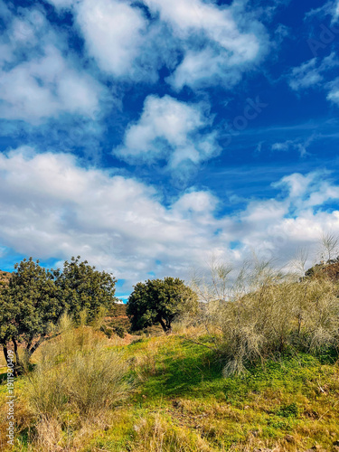 Lush green slope with grass, plants and some trees in a sunny hilly landscape under a blue sky with some clouds. Andalusia, Spain.