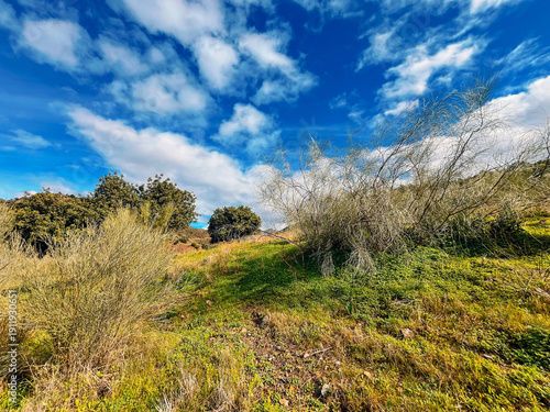 Lush green slope with grass, plants and some trees in a sunny hilly landscape under a blue sky with some clouds. Andalusia, Spain.