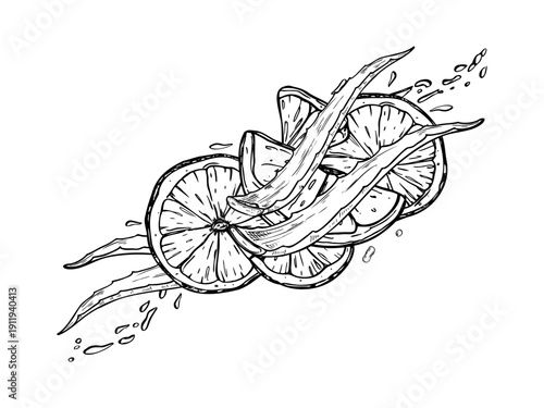 Lemon slices, aloe leaves and flowing water splash with droplets vector monochrome black and white illustration. Citrus fruit, healthy plant etching drawing for skincare packaging, spa menus