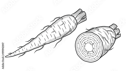 Detailed vintage style line drawing of whole and sliced horseradish roots, showcasing the internal texture and external root structure.