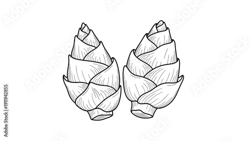 Pair of detailed black and white botanical line drawings of fresh bamboo shoots, showing the overlapping layers of the outer skin.
