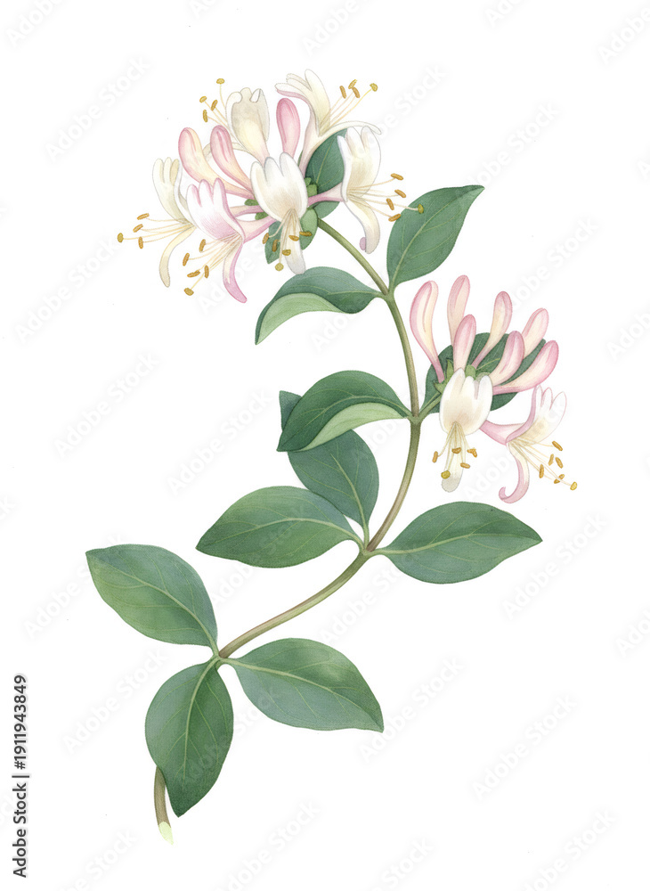 Fototapeta premium Honeysuckle vine with pink and white flowers. Botanical illustration for decorative element, natural design, or plant study.