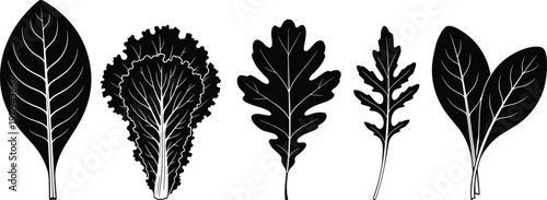 Fresh salad leaves silhouette icon set, organic spinach lettuce arugula oak leaf greens collection, healthy raw vegan food vector isolated.
