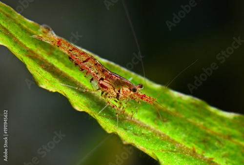 Red freshwater shrimp perched on a bright green aquatic leaf in a tropical aquarium, shown in sharp macro detail. Delicate antennae, textured shell and natural plant habitat convey calm, tiny wildlife