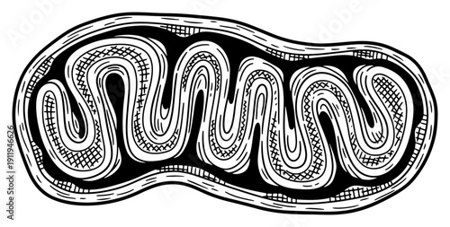 Vintage scientific engraving style illustration of a mitochondrion organelle structure for biological research