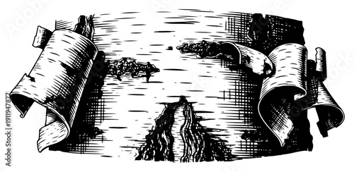 Vintage hand drawn illustration of birch tree bark peeling from a trunk in woodcut style