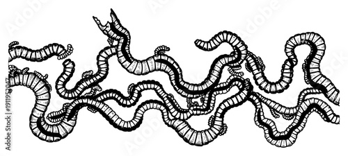 Hand drawn group of wriggling worms or earthworms on white background in ink style