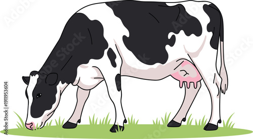 Agricultural and Dairy Industry ConceptsHigh Quality Illustration of a Holstein Friesian Dairy Cow Grazing on Green Grass Field Isolated on White Background for Agricultural and Dairy 