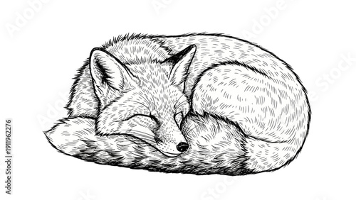 Sleeping fox curled up in a ball, black and white illustration