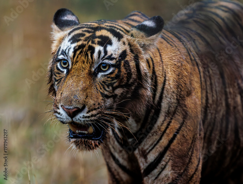 Canvas Print A portrait of a Royal Bengal Tiger photographed in Ranthambore National Park, In
