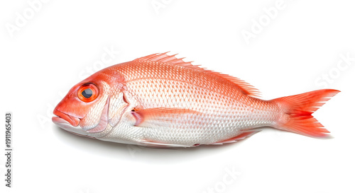 Wallpaper Mural Fresh Whole Red Snapper Fish Isolated on White Background - Raw Seafood Ingredient for Healthy Cooking & Culinary Delights Torontodigital.ca