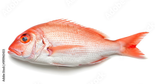 Wallpaper Mural Fresh Whole Red Snapper Fish Isolated on White Background - Raw Seafood Ingredient for Healthy Cooking & Culinary Delights Torontodigital.ca