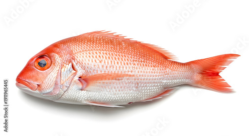 Wallpaper Mural Fresh Whole Red Snapper Fish Isolated on White Background - Raw Seafood Ingredient for Healthy Cooking & Culinary Delights Torontodigital.ca