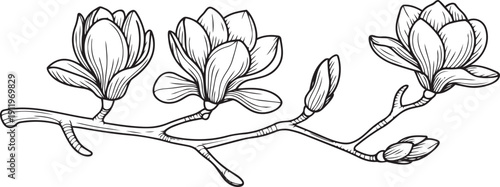 Magnolia flower, magnolia tree branch. Vector image, black line