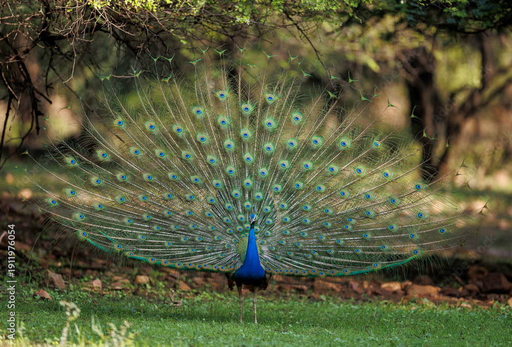 Obraz premium A peacock showing its feathers as a breeding display in Ranthambhore National Park in India