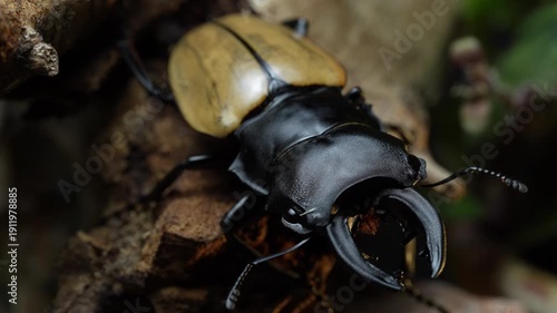 Odontolabis mouhotii elegan. Odontolabis is a genus of beetles belonging to the family Lucanidae.