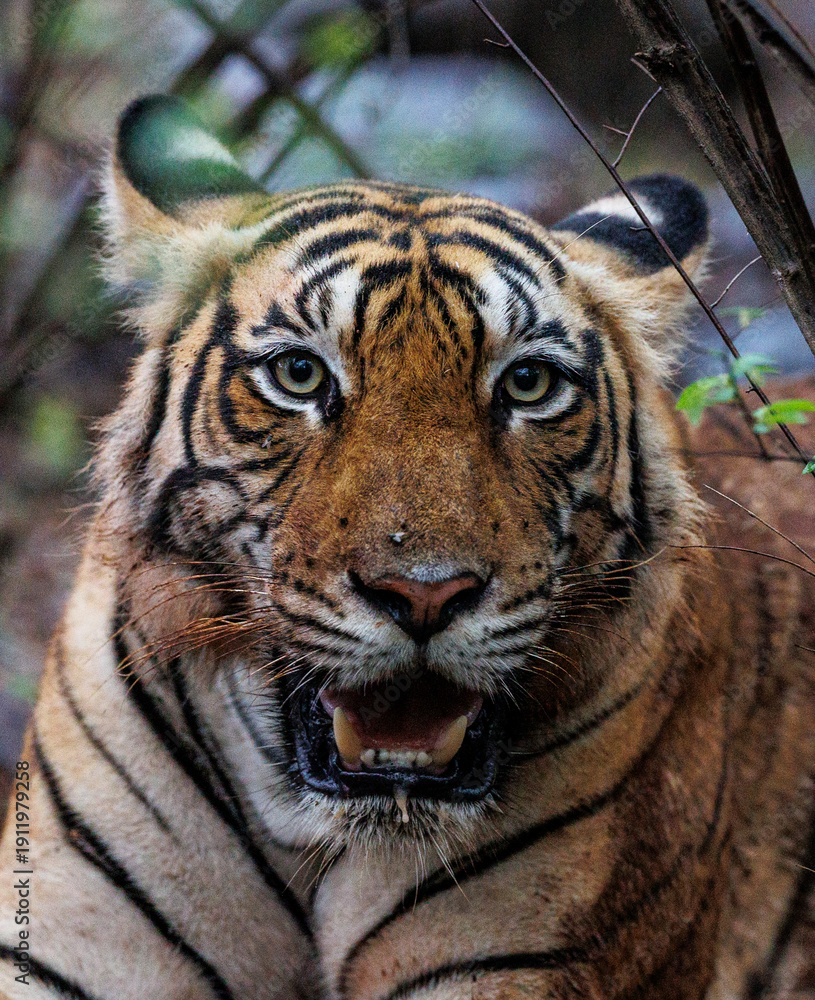 Fototapeta premium portrait of a tiger