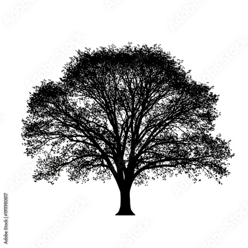 A majestic tree standing tall with its intricate branches reaching out in all directions