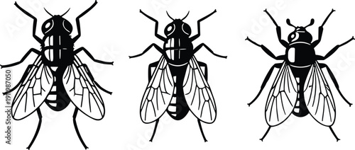 Three fly illustrations with distinct wing patterns vector design, insect anatomy symbol for biology, science, pest control, educational icon