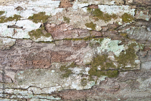 Detailed close-up of weathered tree bark featuring patches of green moss and lichen, showcasing a natural, rustic texture.