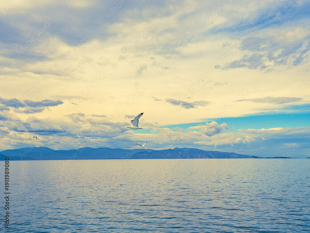 Fototapeta premium seagull flying above sea 