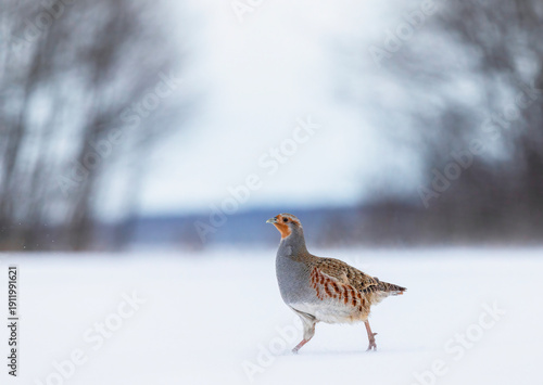A wild bird, a female partridge, walks through the snow on a winter day in na...