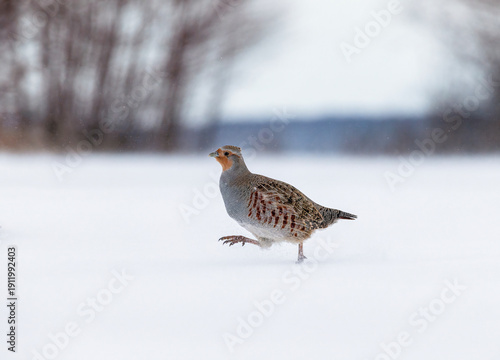 A wild bird, a grey partridge, walks through the snow on a winter day in nature.