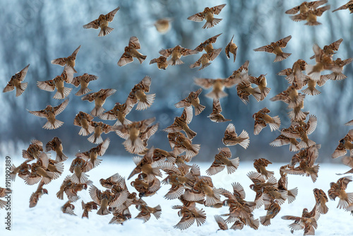 Photo with a flock of many birds of field sparrows flying towards the camera ...