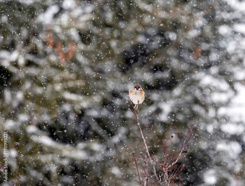 Photo of one little sparrow bird sitting on a tree branch in a winter garden ...