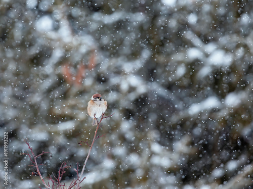 Photo of one little sparrow bird sitting on a tree branch in a winter garden ...