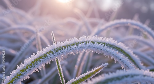 Close up of frosted grass blades with soft sunlight winter landscape