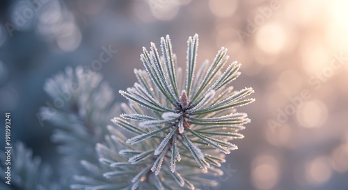 Close up of frosted pine branch with soft bokeh background and sunlight