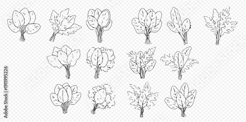 Set of hand-drawn illustrations depicting various green leafy vegetables and herbs, perfect for culinary designs and healthy eating concepts.