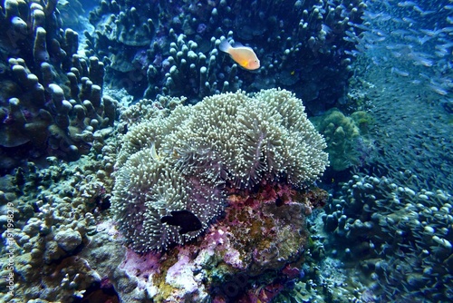 Clownfish in the Andaman Sea – Thailand 