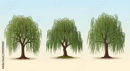 Three gracefully weeping willow trees with lush green foliage against a soft blue sky