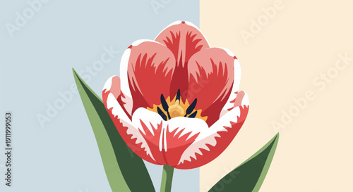 Stylized red and white tulip with green leaves on a split background