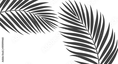 Dark Gray Palm Fronds Over White Background, Tropical Foliage Design Elements