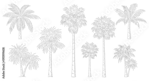 Collection of Hand-Drawn Palm Trees in Various Styles and Sizes